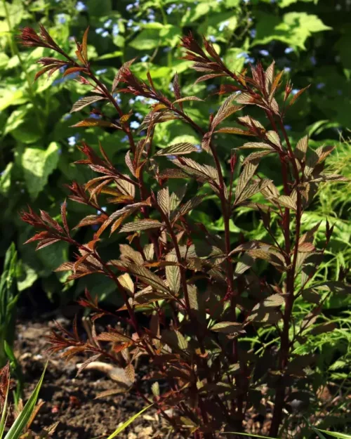 Gillenia trifoliata 'Pink Profusion' - Rosa Dreiblattspiere