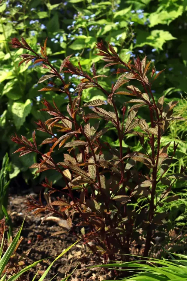 Gillenia trifoliata 'Pink Profusion' - Rosa Dreiblattspiere