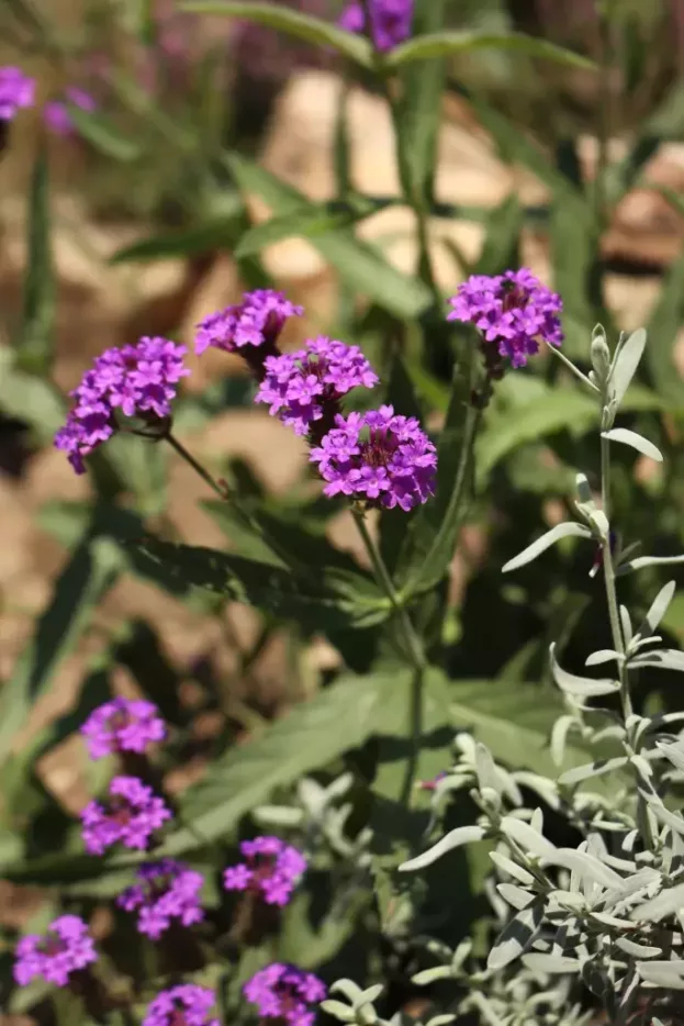 Glandularia rigida, Steifes Eisenkraut