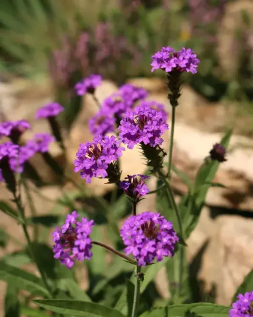 Glandularia rigida, Steifes Eisenkraut