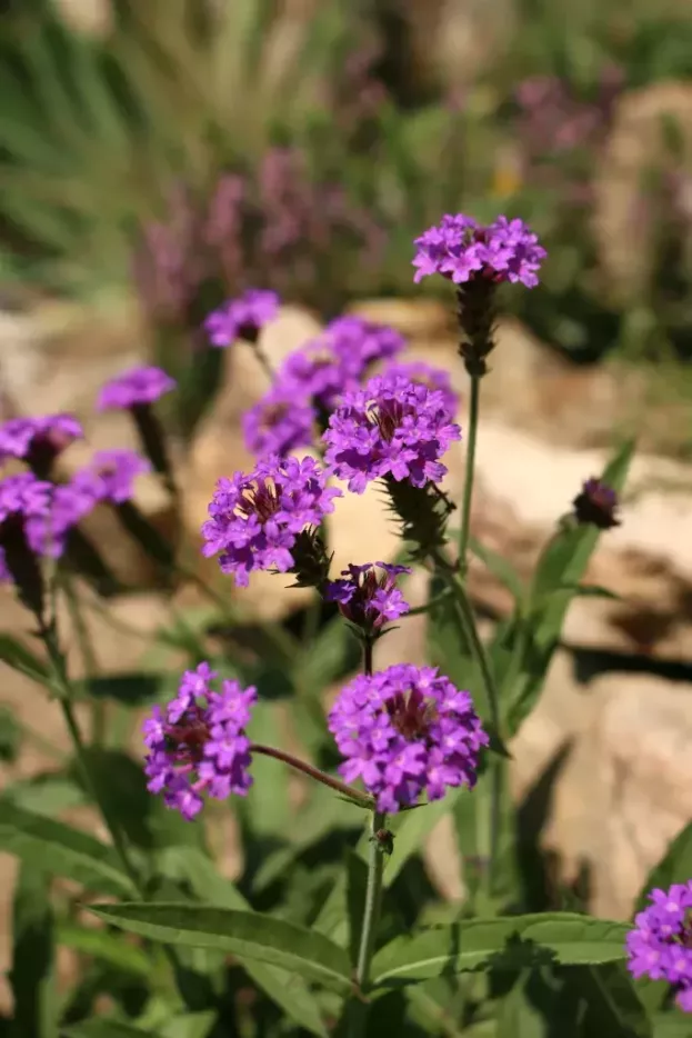 Glandularia rigida, Steifes Eisenkraut