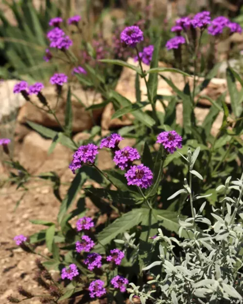 Glandularia rigida, Steifes Eisenkraut