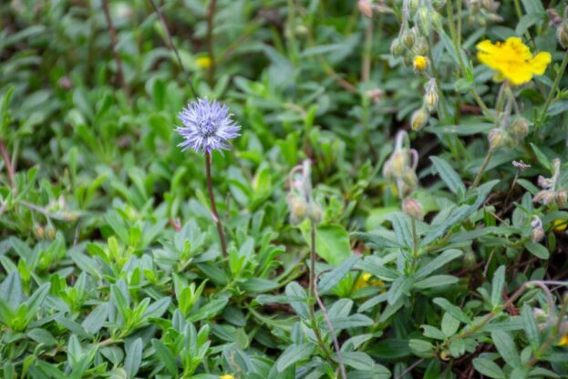 Globularia cordifolia, Herzblättrige Kugelblume