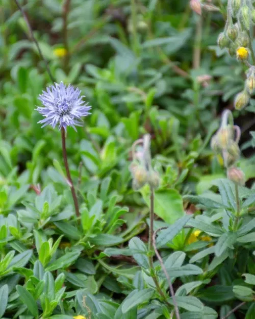 Globularia cordifolia, Herzblättrige Kugelblume