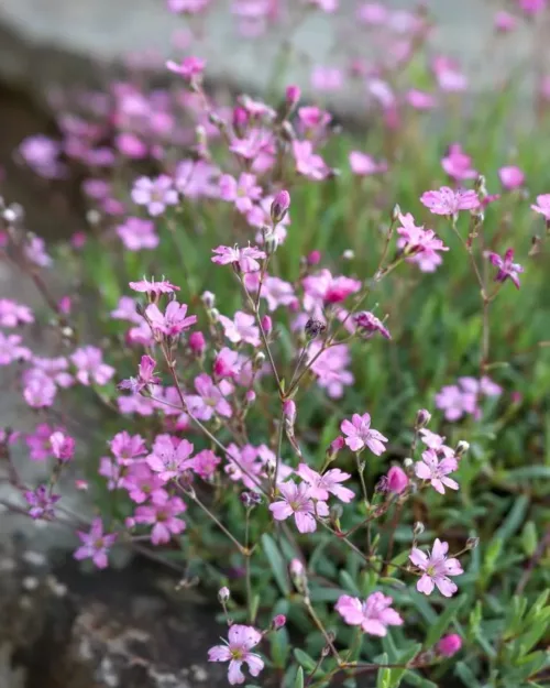 Gypsophila repens 'Rosea', Polster-Schleierkraut