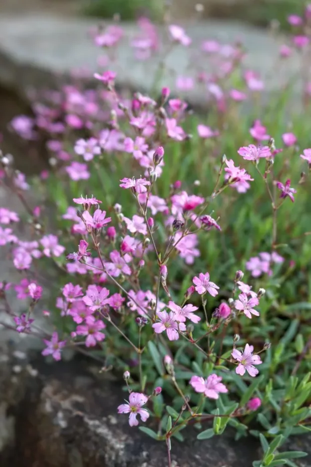 Gypsophila repens 'Rosea', Polster-Schleierkraut