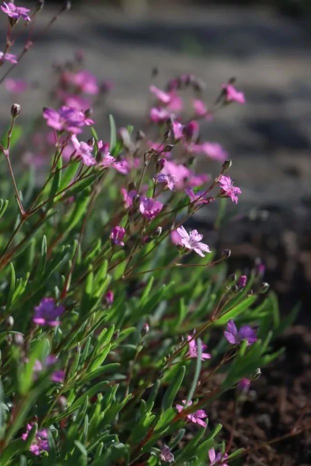 Gypsophila repens 'Rosea', Polster-Schleierkraut