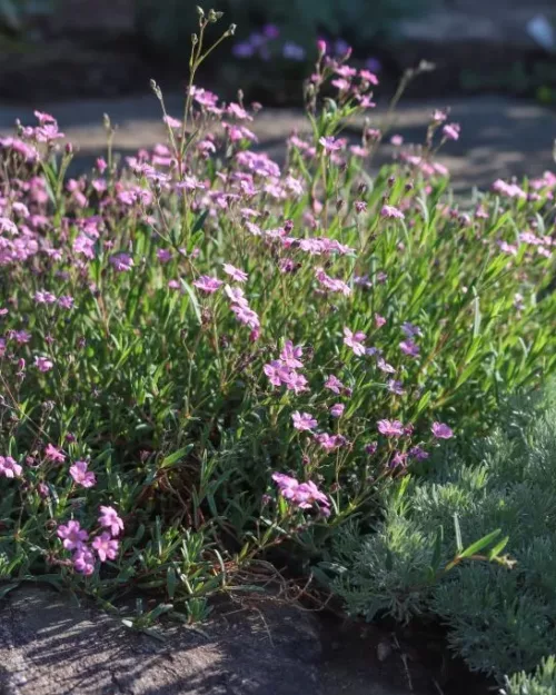 Gypsophila repens 'Rosea', Polster-Schleierkraut