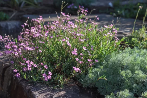 Gypsophila repens 'Rosea', Polster-Schleierkraut