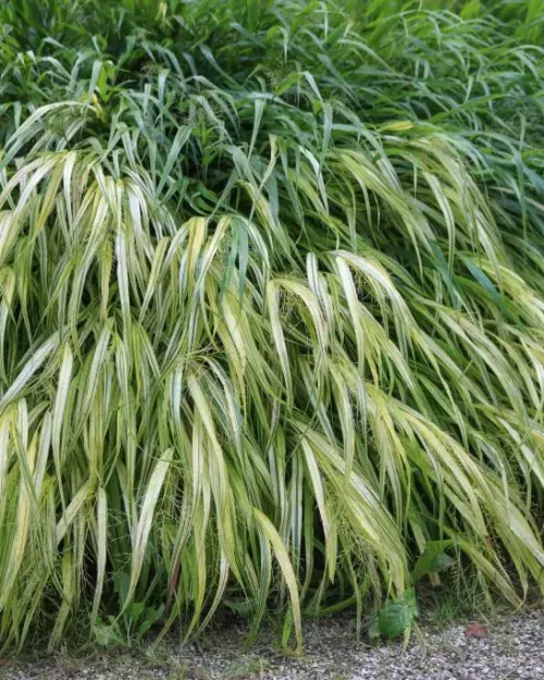 Hakonechloa macra 'Aureola', Japan-Waldgras