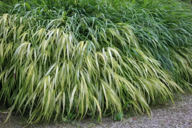 Hakonechloa macra 'Aureola', Japan-Waldgras