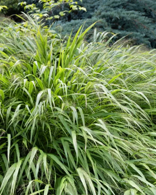 Hakonechloa macra, Japangras