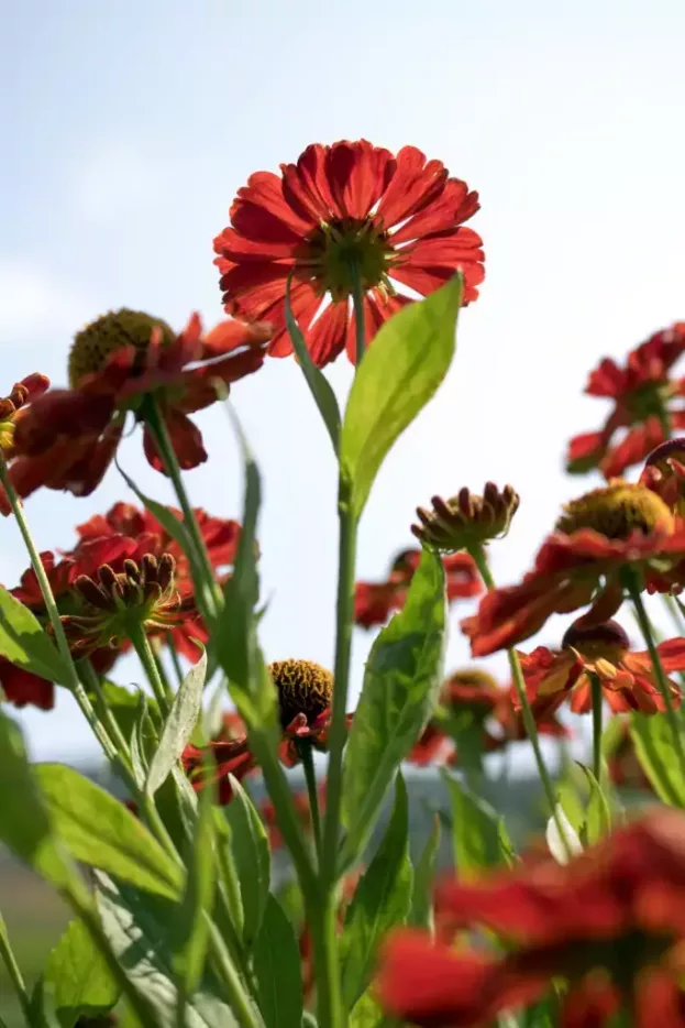 Sonnenbraut - Helenium 'Baudirektor Linne'