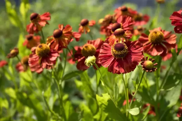Sonnenbraut - Helenium 'Baudirektor Linne'