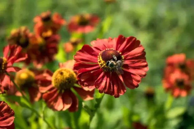 Sonnenbraut - Helenium 'Baudirektor Linne'
