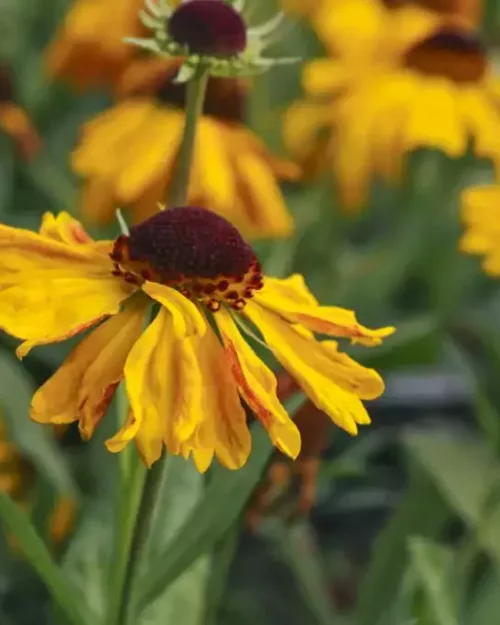 Helenium 'El Dorado', Sonnenbraut