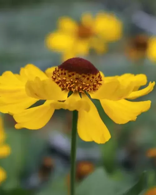 Helenium 'El Dorado', Sonnenbraut