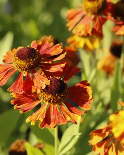 Sonnenbraut - Helenium 'Waltraut'
