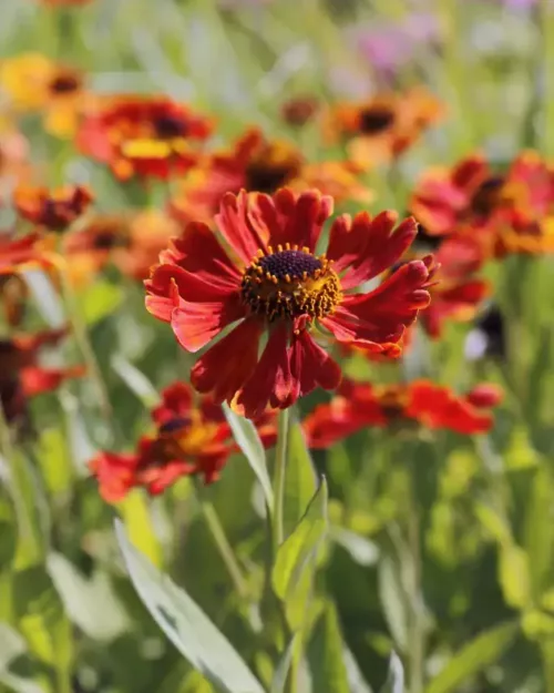 Sonnenbraut - Helenium 'Waltraut'