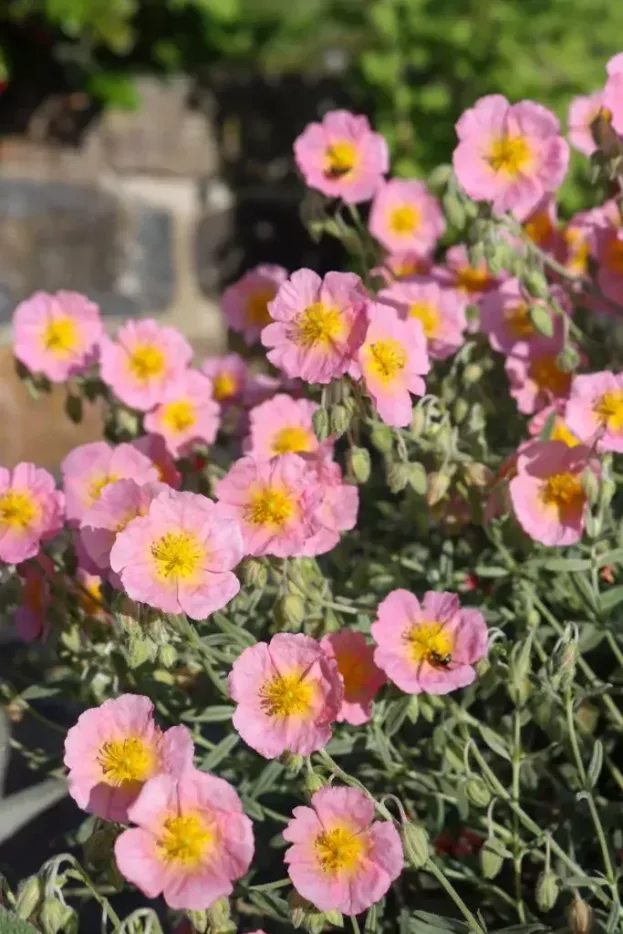 Helianthemum 'Lawrensons Pink', Sonnenröschen