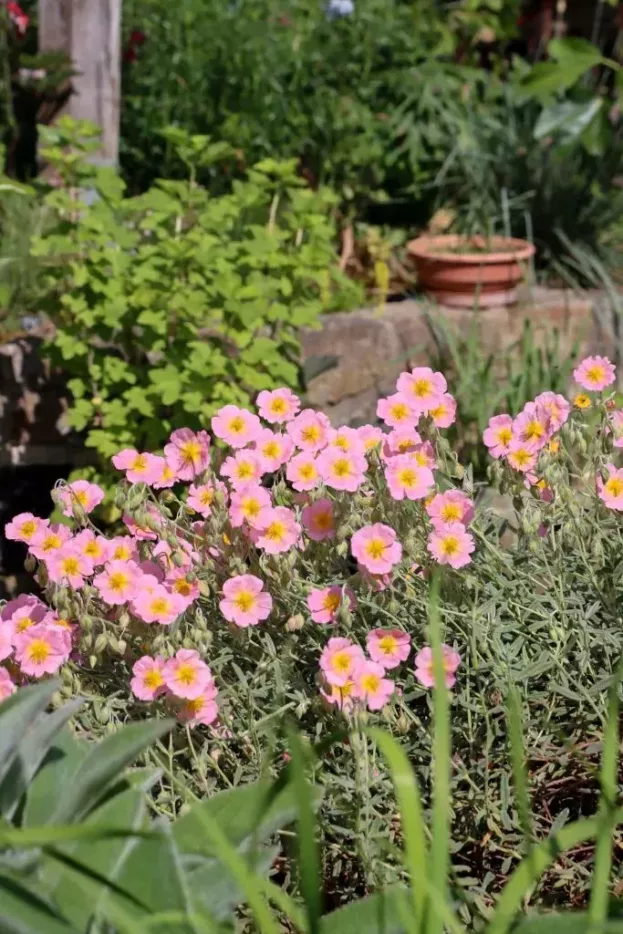 Helianthemum 'Lawrensons Pink', Sonnenröschen