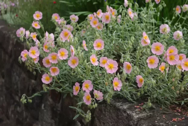 Helianthemum 'Lawrensons Pink', Sonnenröschen