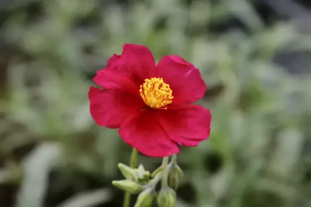 Helianthemum 'Supreme', Sonnenröschen