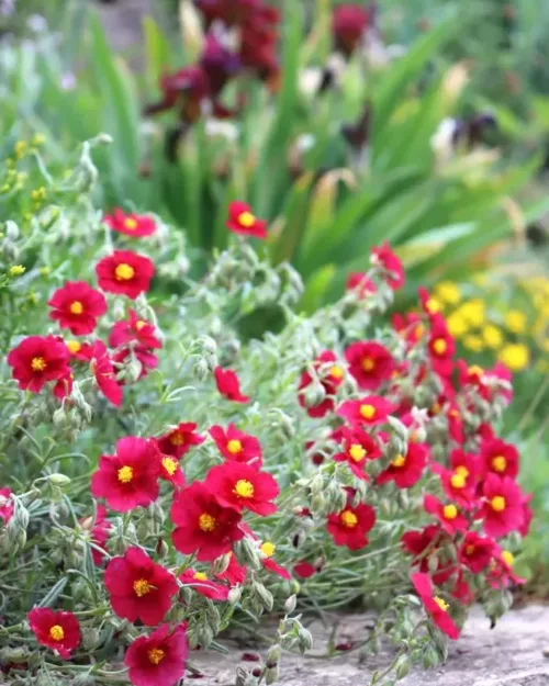 Helianthemum 'Supreme', Sonnenröschen