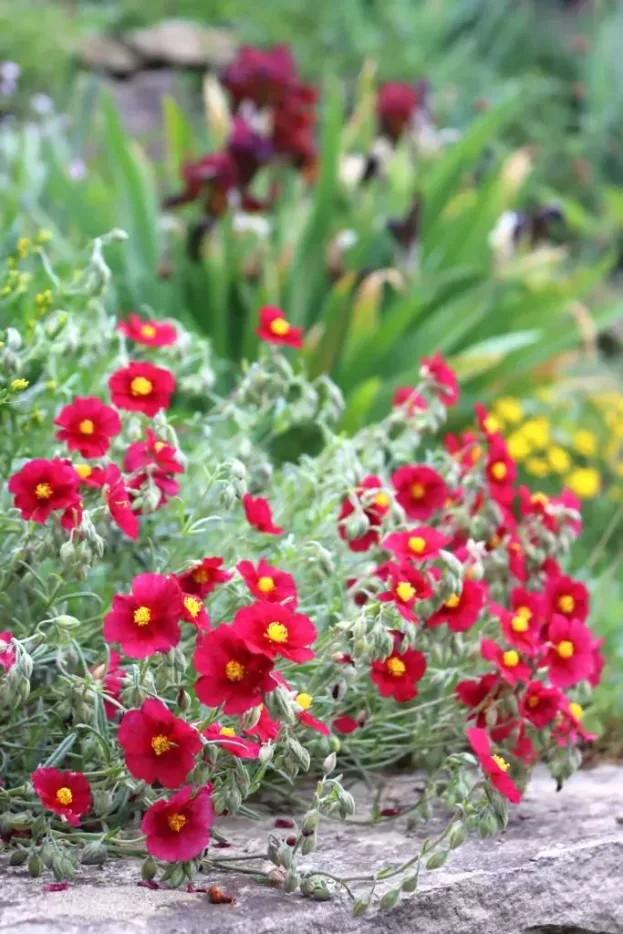 Helianthemum 'Supreme', Sonnenröschen