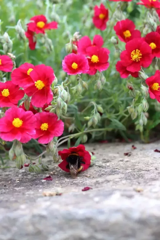 Helianthemum 'Supreme', Sonnenröschen