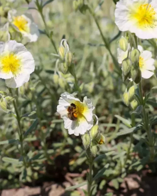 Helianthemum 'The Bride', Sonnenröschen