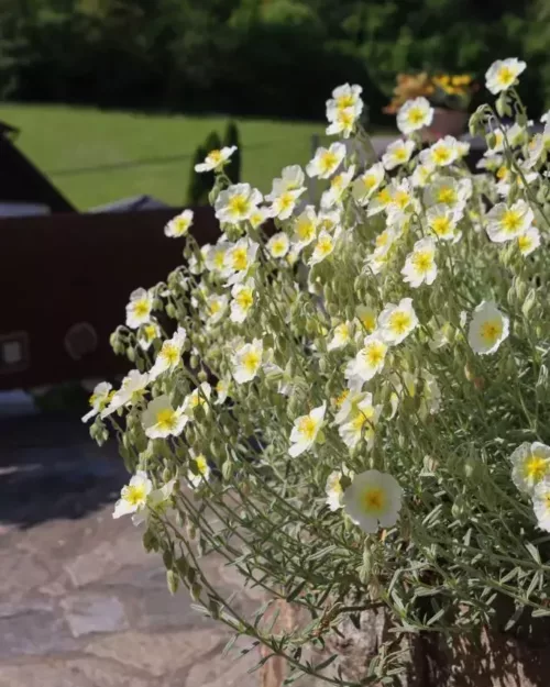 Helianthemum 'The Bride', Sonnenröschen