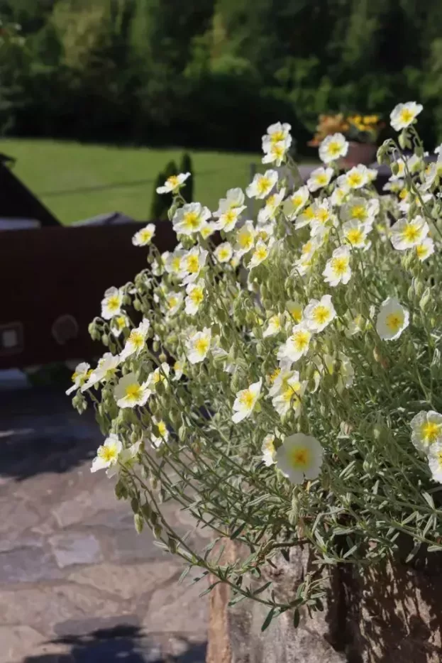 Helianthemum 'The Bride', Sonnenröschen