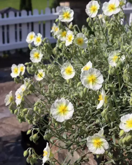 Helianthemum 'The Bride', Sonnenröschen