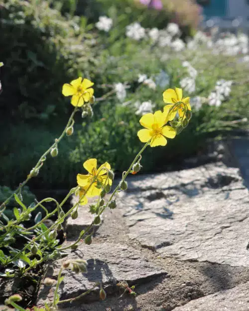 Helianthemum nummularium, Sonnenröschen