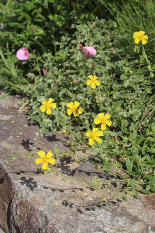 Helianthemum nummularium, Sonnenröschen