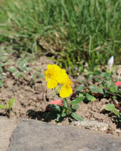 Helianthemum nummularium, Sonnenröschen