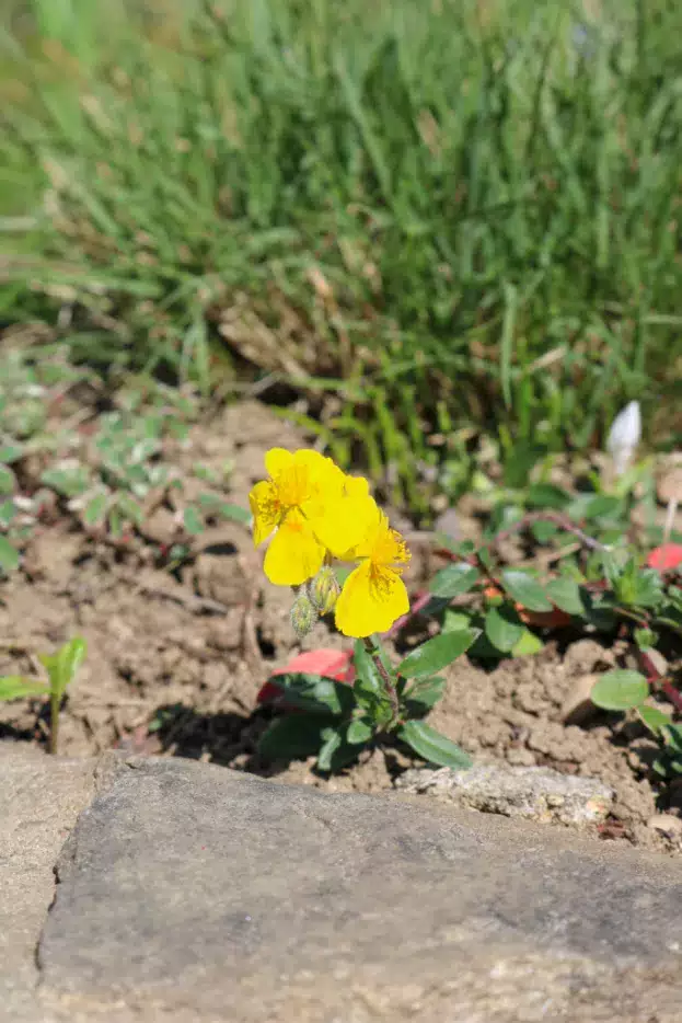 Helianthemum nummularium, Sonnenröschen