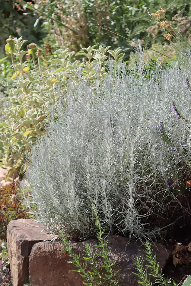 Helichrysum italicum, Currykraut