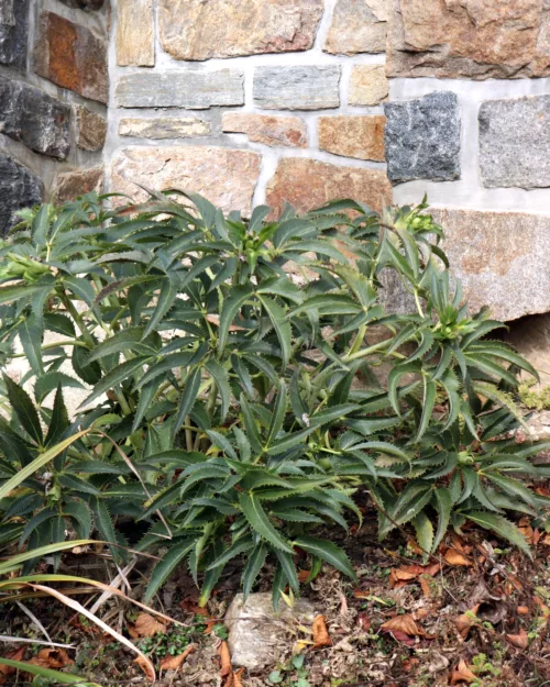 Korsische Nieswurz, Helleborus argutifolius