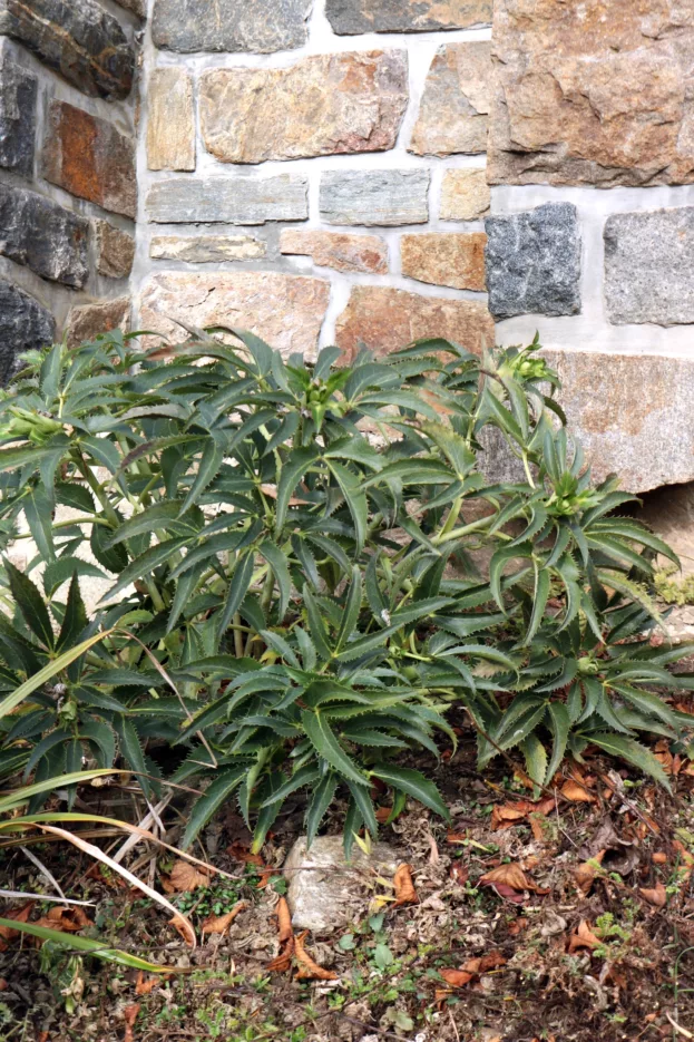 Korsische Nieswurz, Helleborus argutifolius