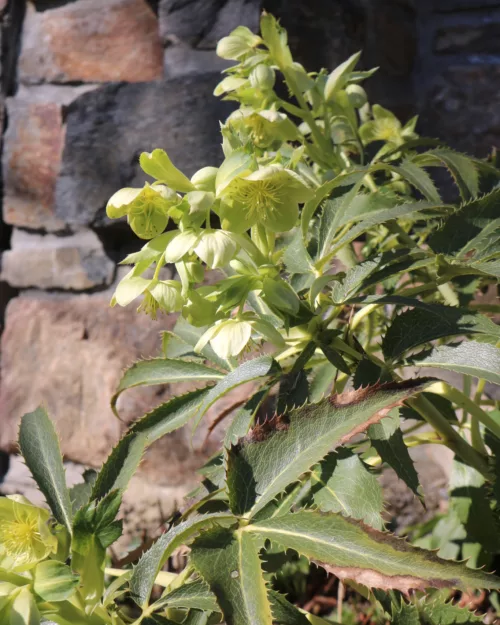 Korsische Nieswurz, Helleborus argutifolius