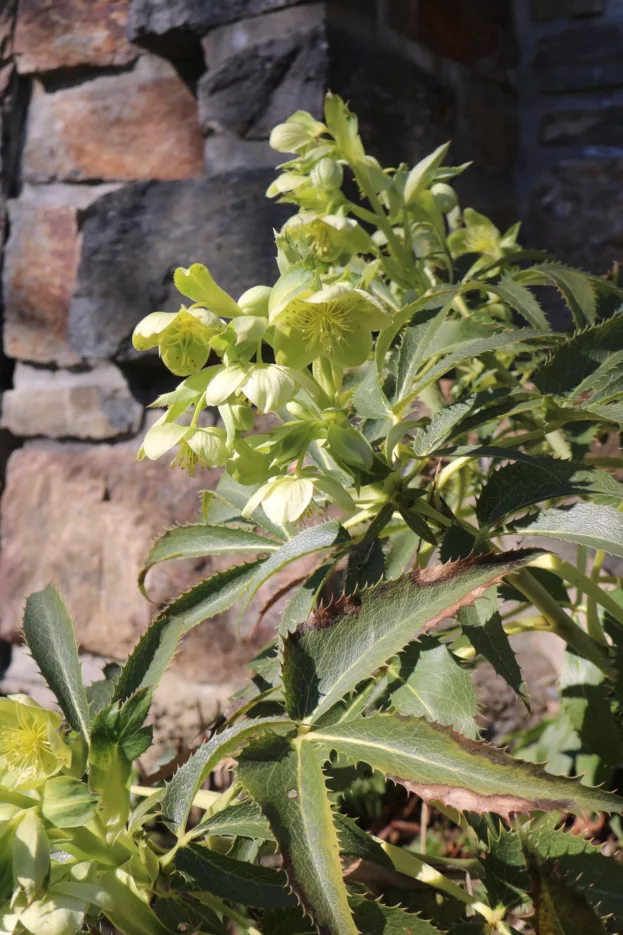 Korsische Nieswurz, Helleborus argutifolius