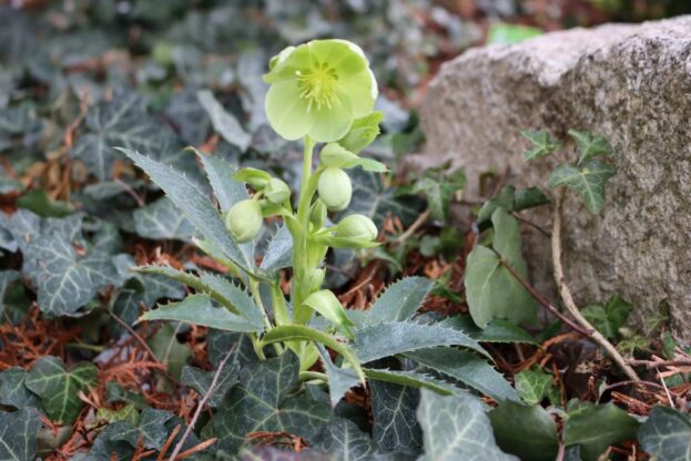 Helleborus argutifolius, Korsische Nieswurz