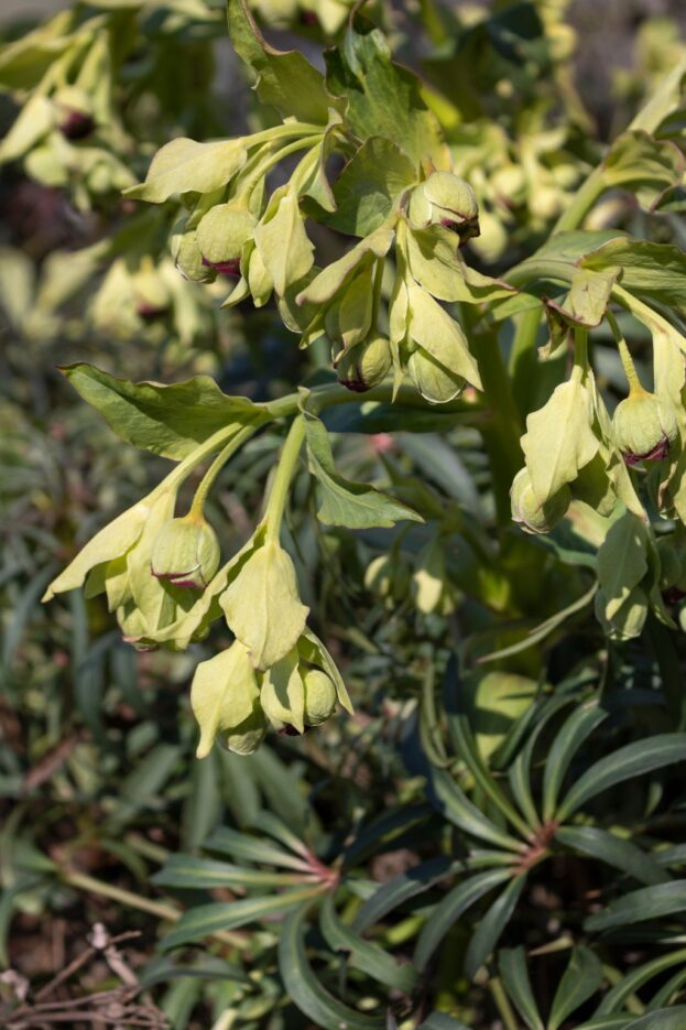 Helleborus foetidus, Palmblatt-Nieswurz