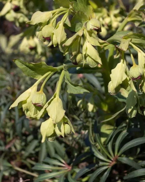 Helleborus foetidus, Palmblatt-Nieswurz