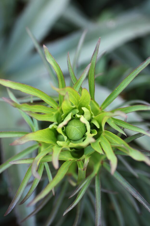 Helleborus foetidus, Palmblatt-Nieswurz