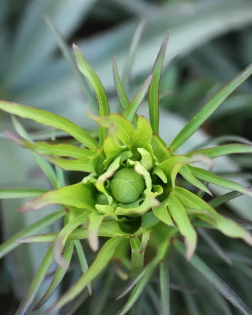 Helleborus foetidus, Palmblatt-Nieswurz