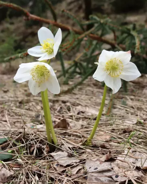 Helleborus niger, Schneerose, Lenzrose