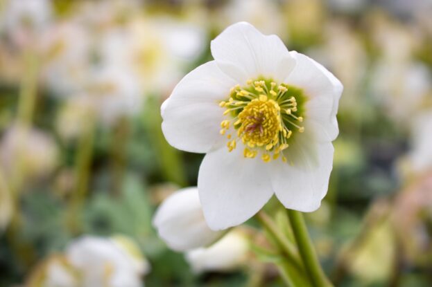 Helleborus niger, Schneerose, Lenzrose